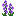 Delphinium