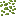Duckweed