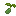 Asparagus Seed