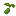 Broccoli Seed