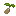 Cassava Seed