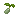 Cauliflower Seed