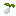 Cotton Seed