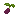Elderberry Seed