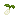 Garlic Seed