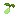 Green Grape Seed