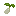 Kenaf Seed