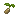 Kiwi Seed