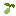 Lentil Seed