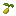 Pineapple Seed