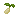 Rice Seed