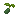 Spiceleaf Seed