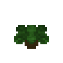 Tropical Garden