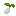 White Mushroom Seed