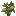 Acorn Sapling