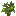 Candlenut Sapling