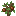 Hazelnut Sapling