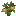 Nutmeg Sapling