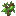 Pawpaw Sapling