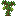 Peppercorn Sapling