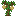 Pistachio Sapling