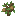 Walnut Sapling