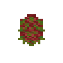 Dragonfruit Fruit