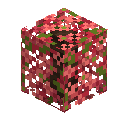 Fiery Trumpet Leaf Hedge