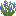 Blue Lupine