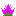 Cactus Flower