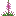 Fireweed