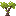 Magnolia Sapling