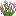 Pink Lupine