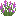 Purple Lupine