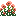 Salmon Poppy Bush