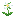 White Trillium