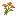 Orange Coneflower