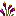 Summer Dragon Reeds