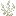 Wax Coral