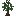 Rubber Sapling
