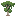 Rubberwood Sapling